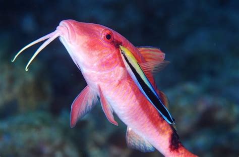 おばさん魚|「オジサン」とはどんな魚？特徴や名前の由来、おすすめの食べ。